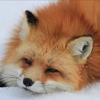 Ceoss