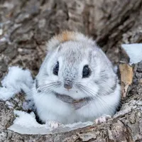 Ori