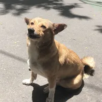 con chó