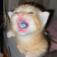 cam