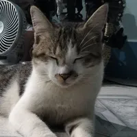 tác giả bị mù 