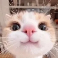 Hệ thống lỏ