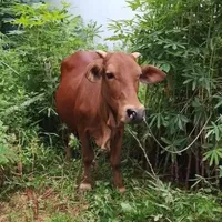 Con 🐮