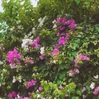 Hầu (Nữ)
