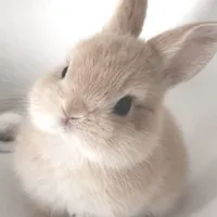 Thỏ mê Intern🥕🐰