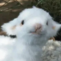 🐑Cừu thích cỏ🌷