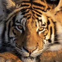 Hổ báo nhất nhóm🐯