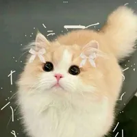 mèo