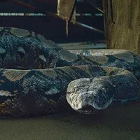 Nagini