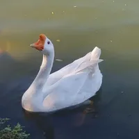 Ngỗng