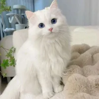 Mèo