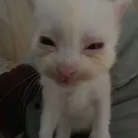 Kin (bản mèo méo)