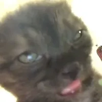 ???
