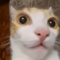 T/G