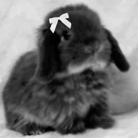 Bunny (thế giới muôn thú)