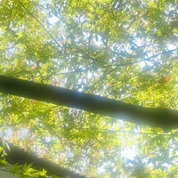 NVP