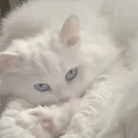 White cat🌼/head nurse mom/