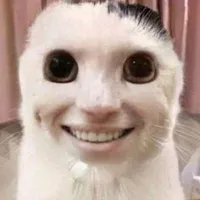 Hệ thống meow meow 