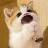 mồn lèo học tiếng người