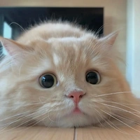 bống