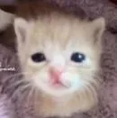 tác giả bubu