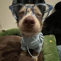 Tác Giả 