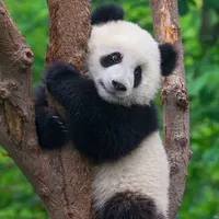 tác giả vô tri=))