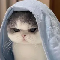 Tác giả