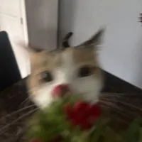 Ủa trời??