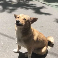 Con chó - Cà Chua