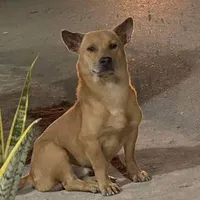 con chó - Ngò