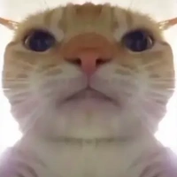 mèo chỉ bt làm trò zô tri?, cái qq!