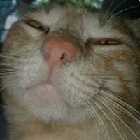 Tôi thèm mì tôm