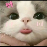 mèo (HP)
