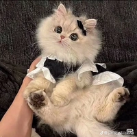 mèo (QP)