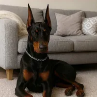 Rocky