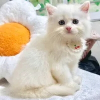 Meoww