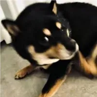JQ