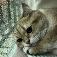 tác giả nghèo khổ °KYO San °