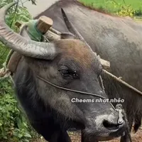 con cá