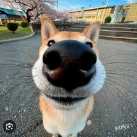 tác giả bị làm biếng