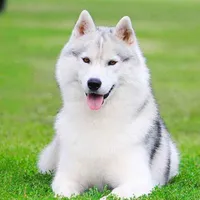 Buddy (chó của Serena)