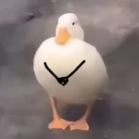 Y/N