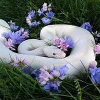 haru