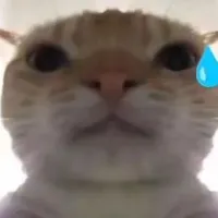 meơmeo