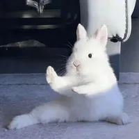 con vịt xấu xí aka tác giả