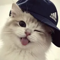 catti