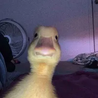 hin nè👋👋👋