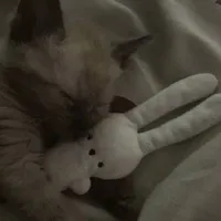 Meowmeow