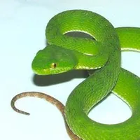 Taberu